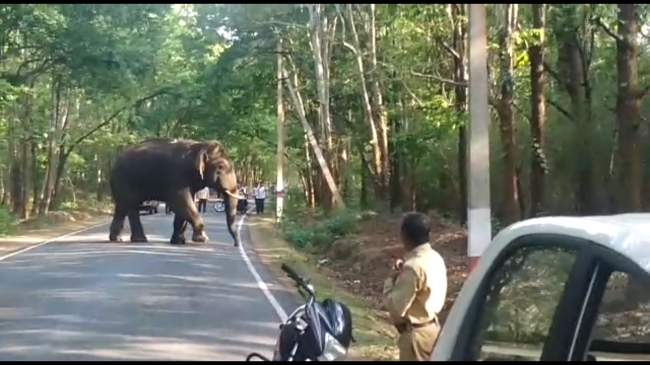 Elephant put road traffic on halt : Scarcity in reserved forest?