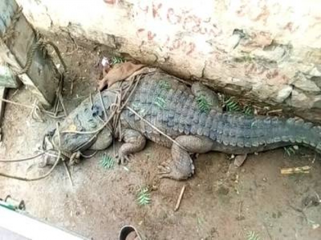 Crocodile came with water in Bagalkote