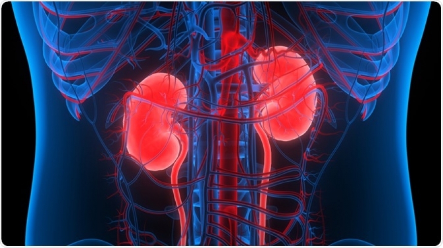 Tips to Protect Your Kidney