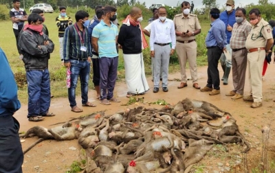 60 Monkeys found poisoned & tied in gunny bags thrown