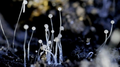 White Fungus