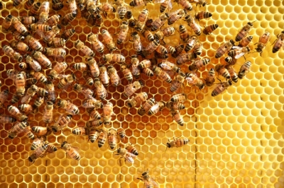 SSLC test: Bee attacks - 5 students injury