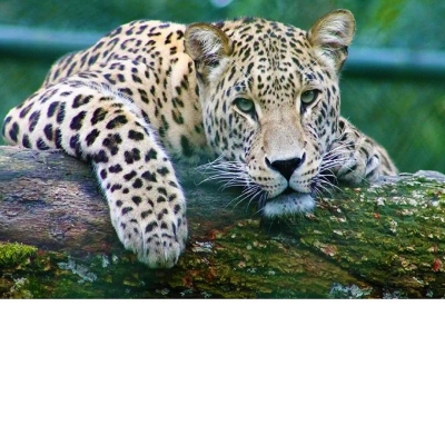 4 Leopards in Bengaluru - Alert around Kengeri, Kumbalagode