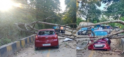 Mangalore: Driver dies as tree falls over moving car