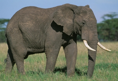 Elephant attacked in Hassan, two people died 