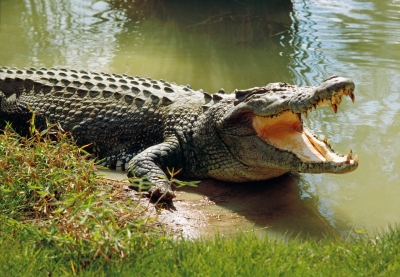 Under the influence of alcohol, he jumped into the lake saying that he would kill the crocodile