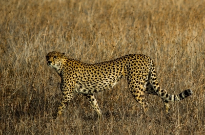 Leopard that dragged the boy, 11-year-old boy was killed by the leopard attack