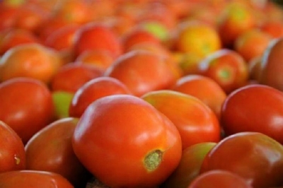 The price of tomatoes is hundred, the vehicle full of tomatoes was stolen