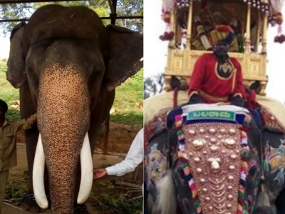 Mysore Dussehra elephant Balarama passed away, emotional Modi!