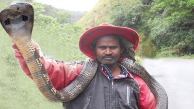 Snake Naresh, a reptile expert from Kaffinad, was bitten by the cobra he was protecting.