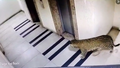 Finally the leopard has been captured & rescued safely 
