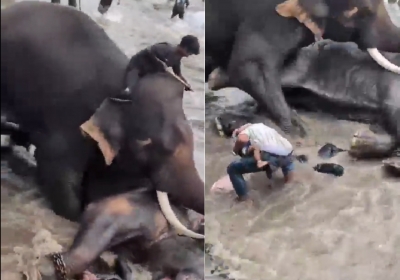 Tourist from Chennai Killed in Elephant Attack at Dubare Camp in Kodagu